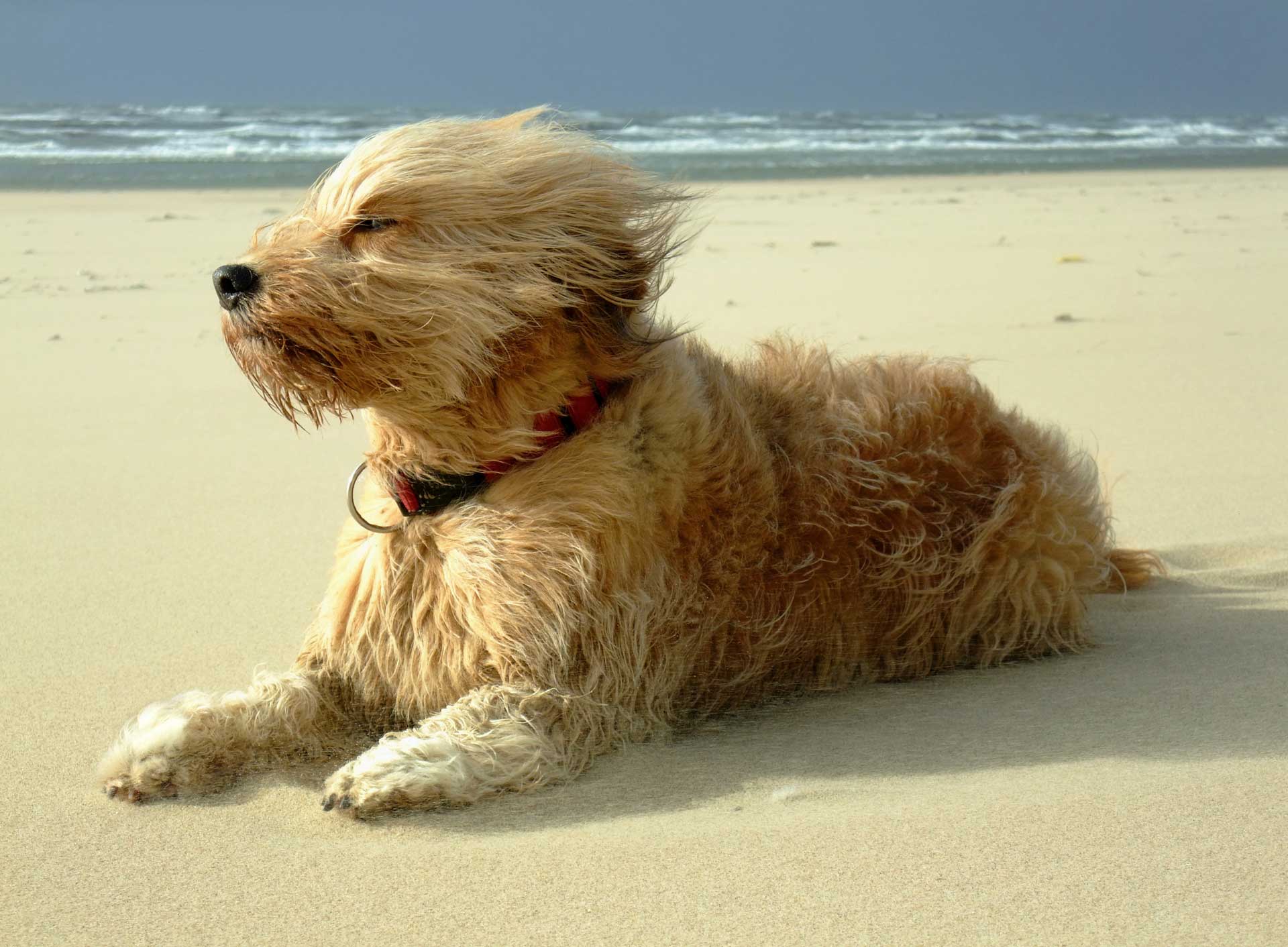 砂浜で風にあたる犬